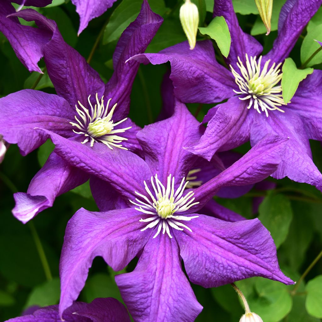 Clématite - Clematis viticella Aotearoa