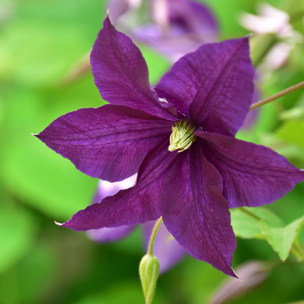 Clématite - Clematis viticella Aotearoa