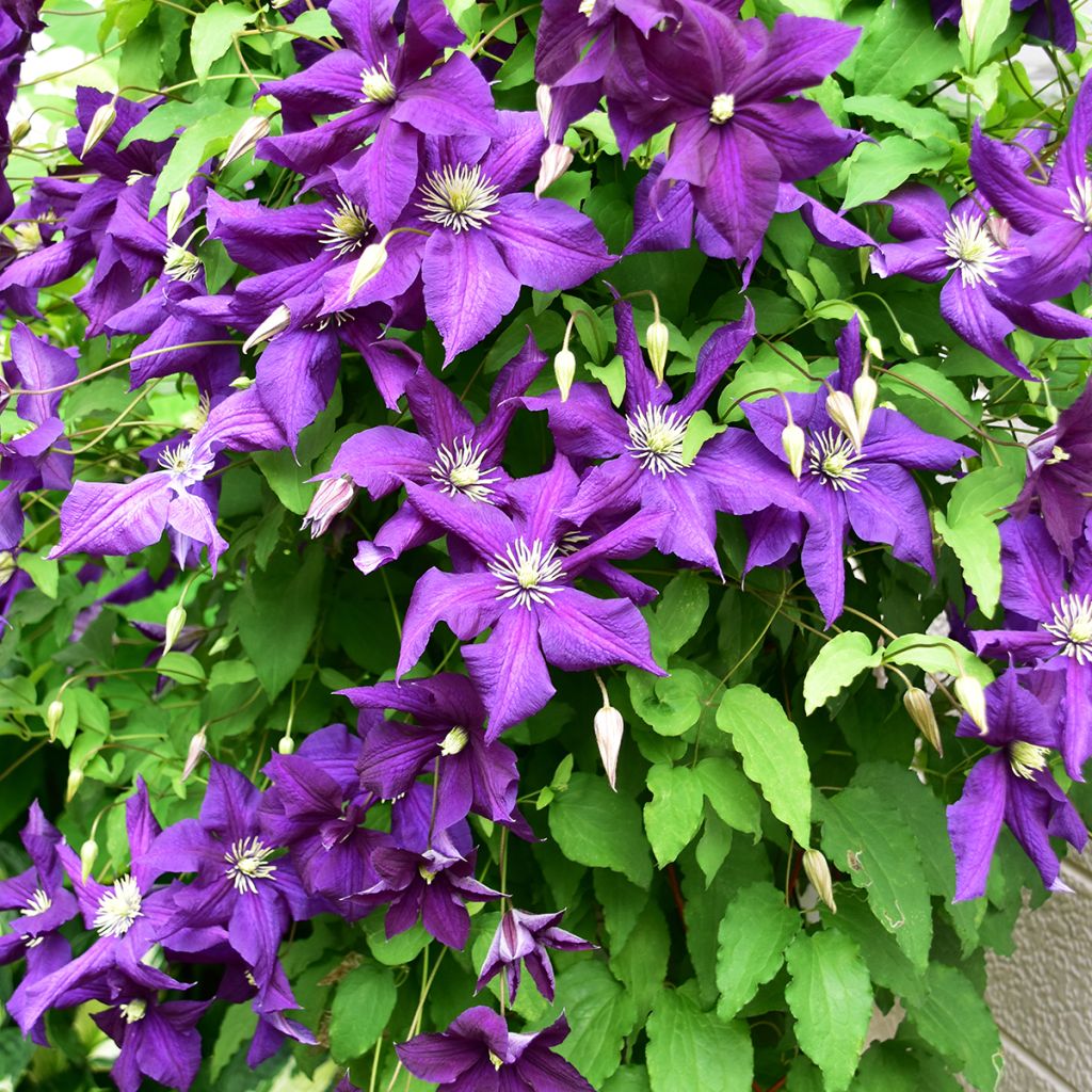 Clématite - Clematis viticella Aotearoa