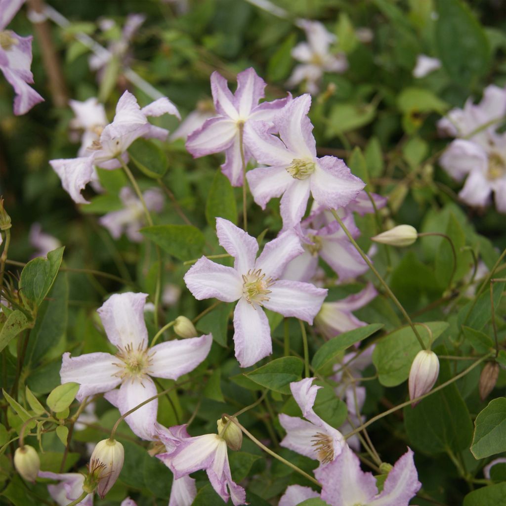 Clématite - Clematis viticella Little Nell 