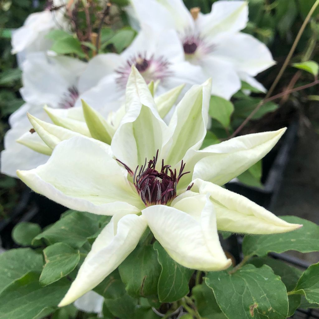 Clématite - Clematis White Pearl