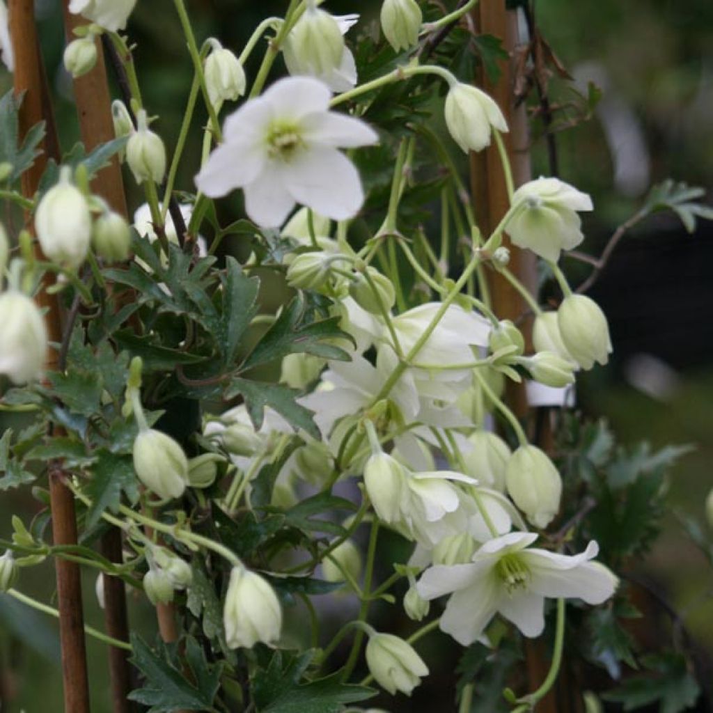 Clématite - Clematis Avalanche