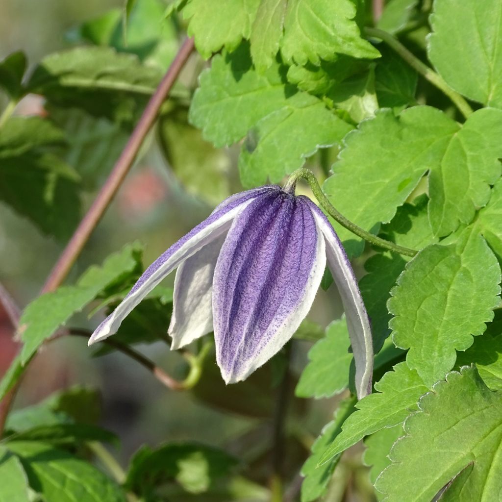 Clématite - Clematis Blue Eclipse