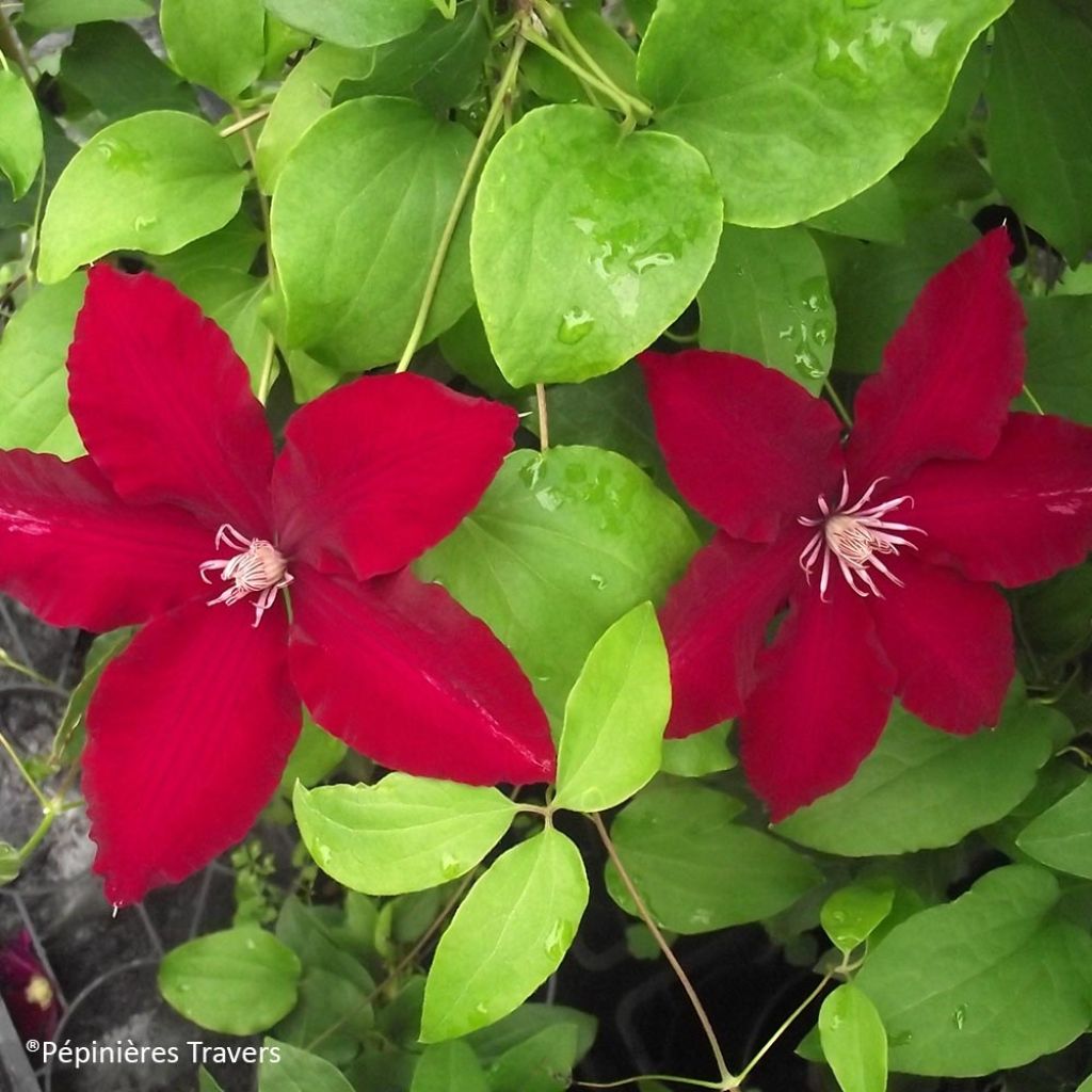 Clématite - Clematis Bourbon