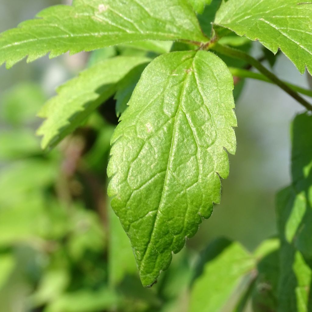 Clématite - Clematis Columella