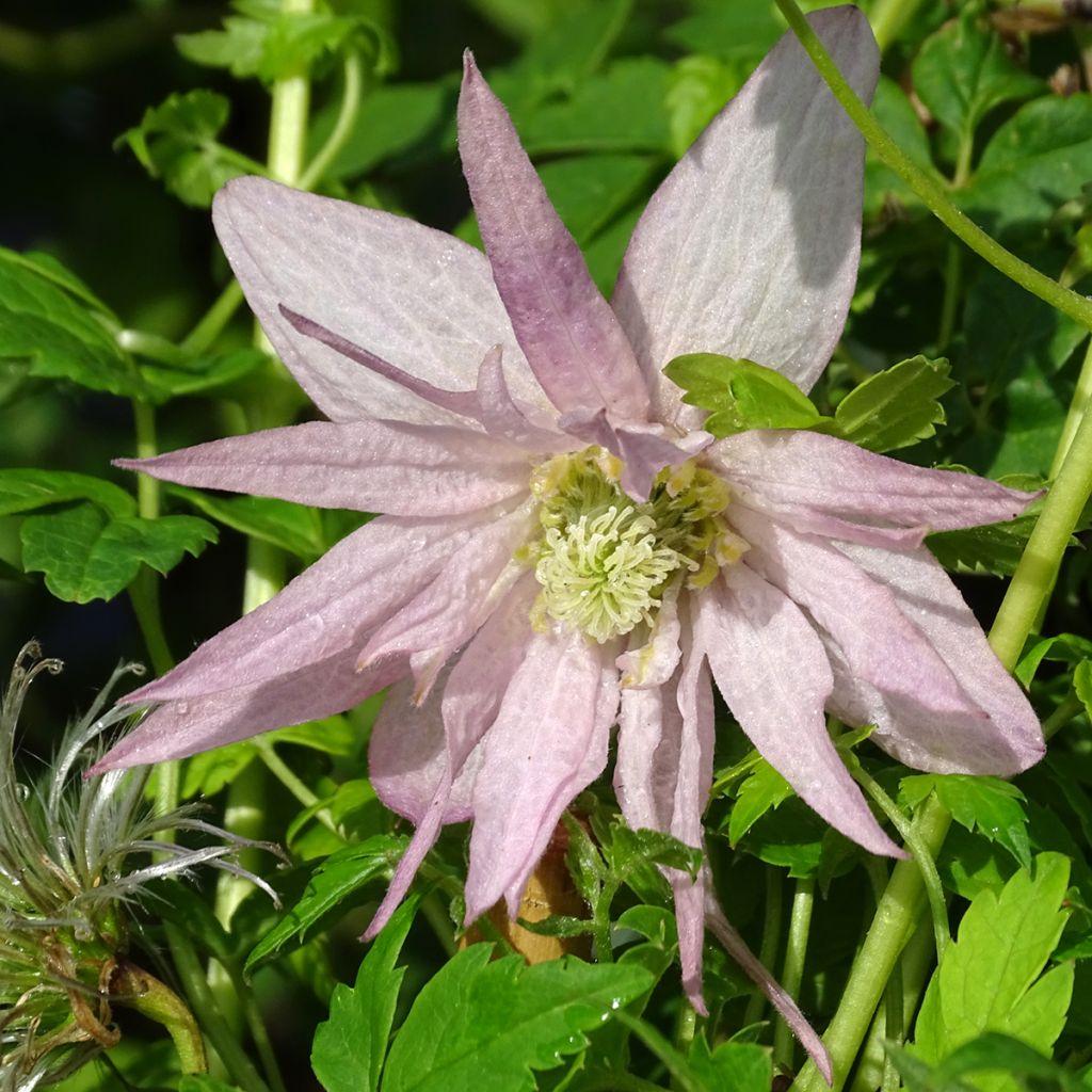 Clématite - Clematis Country Rose