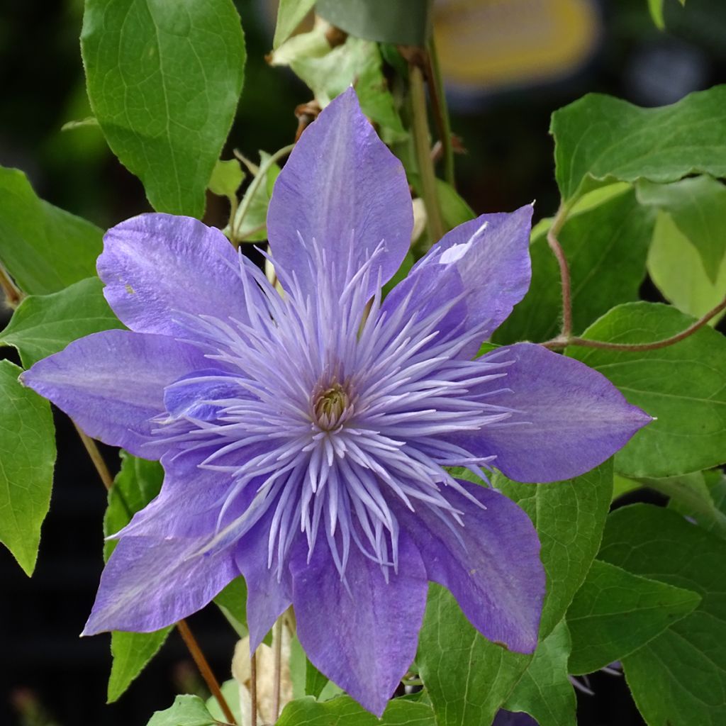 Clématite - Clematis Crystal Fountain