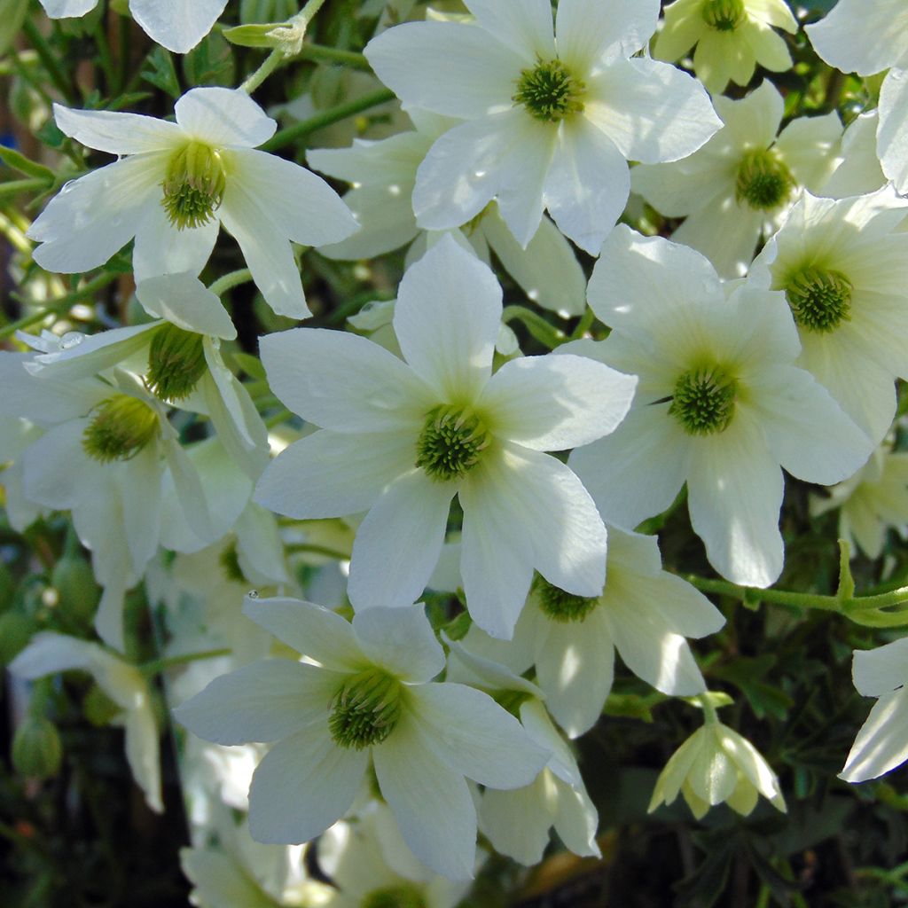 Clématite - Clematis Early Sensation