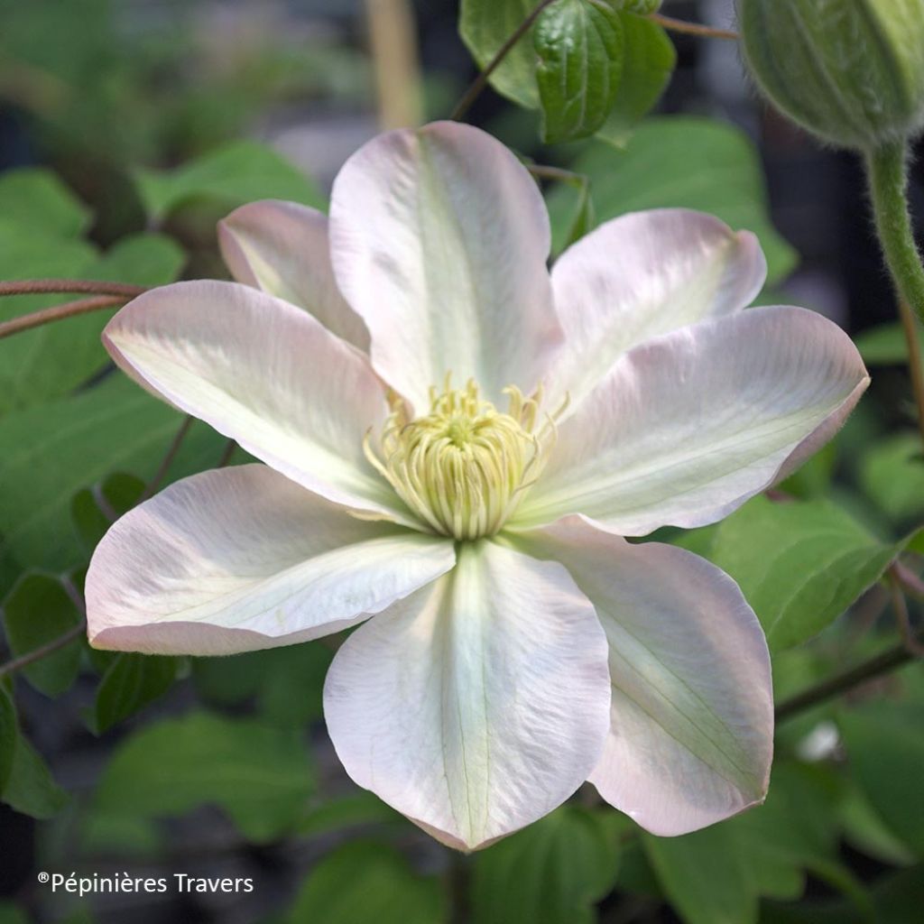 Clématite - Clematis Jeanes Pink