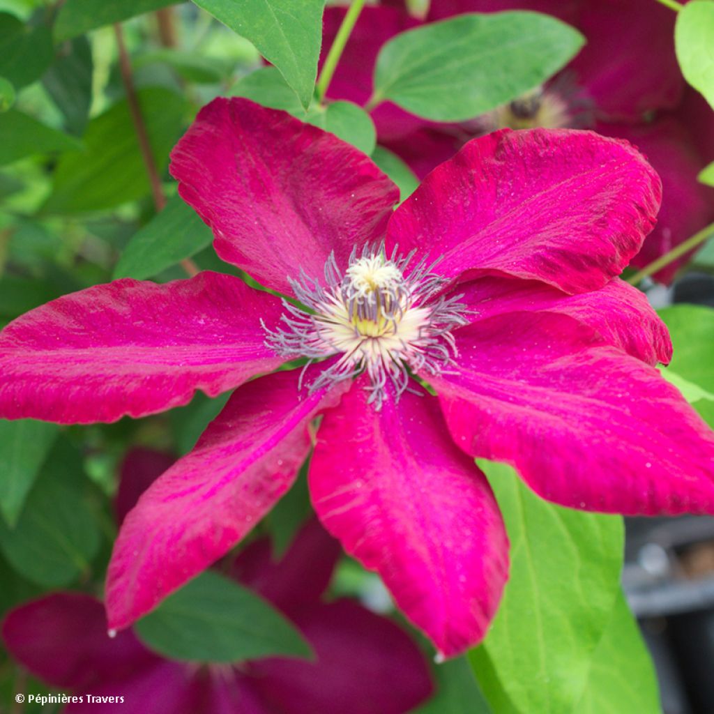 Clématite - Clematis Solidarité (Solidarnosc)