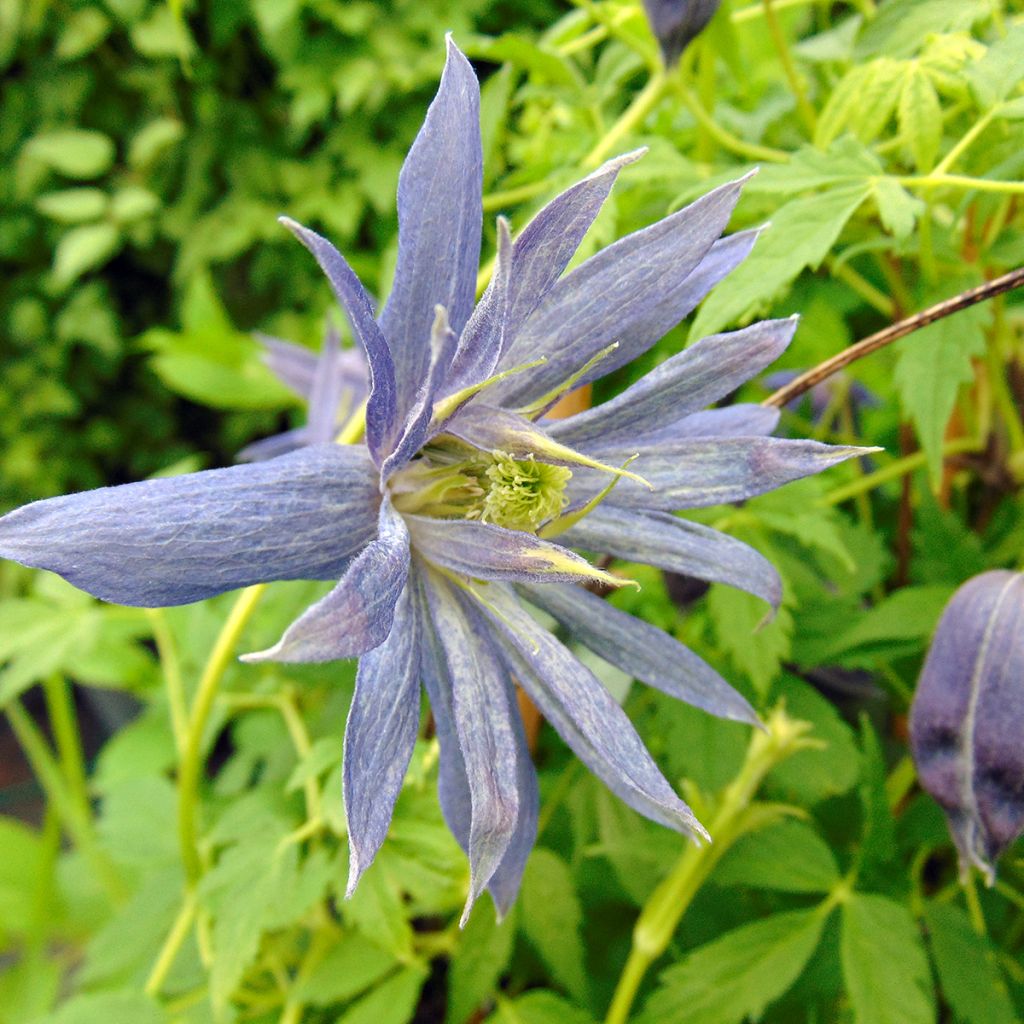 Clématite - Clematis Spiky