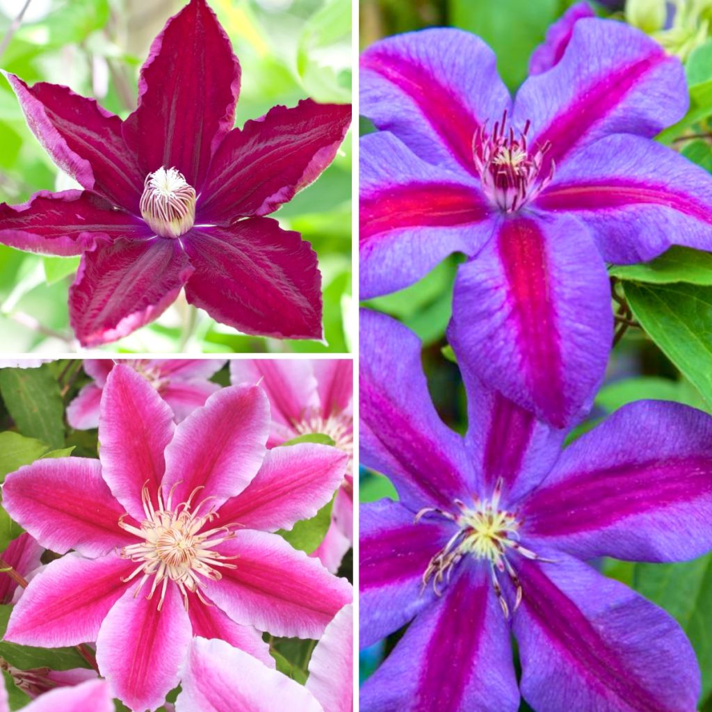 Clématite - Clematis Three Sisters trio rouge