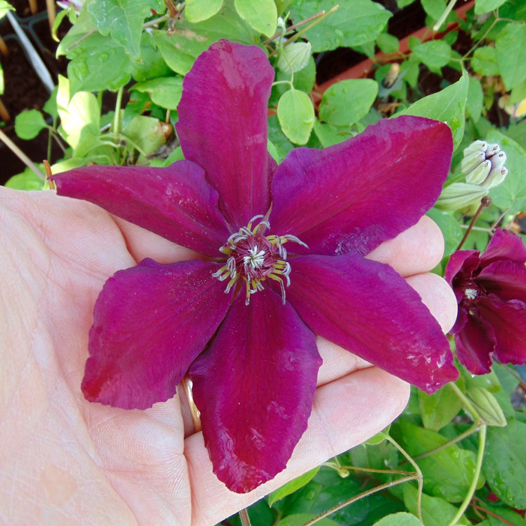 Clématite - Clematis Westerplatte