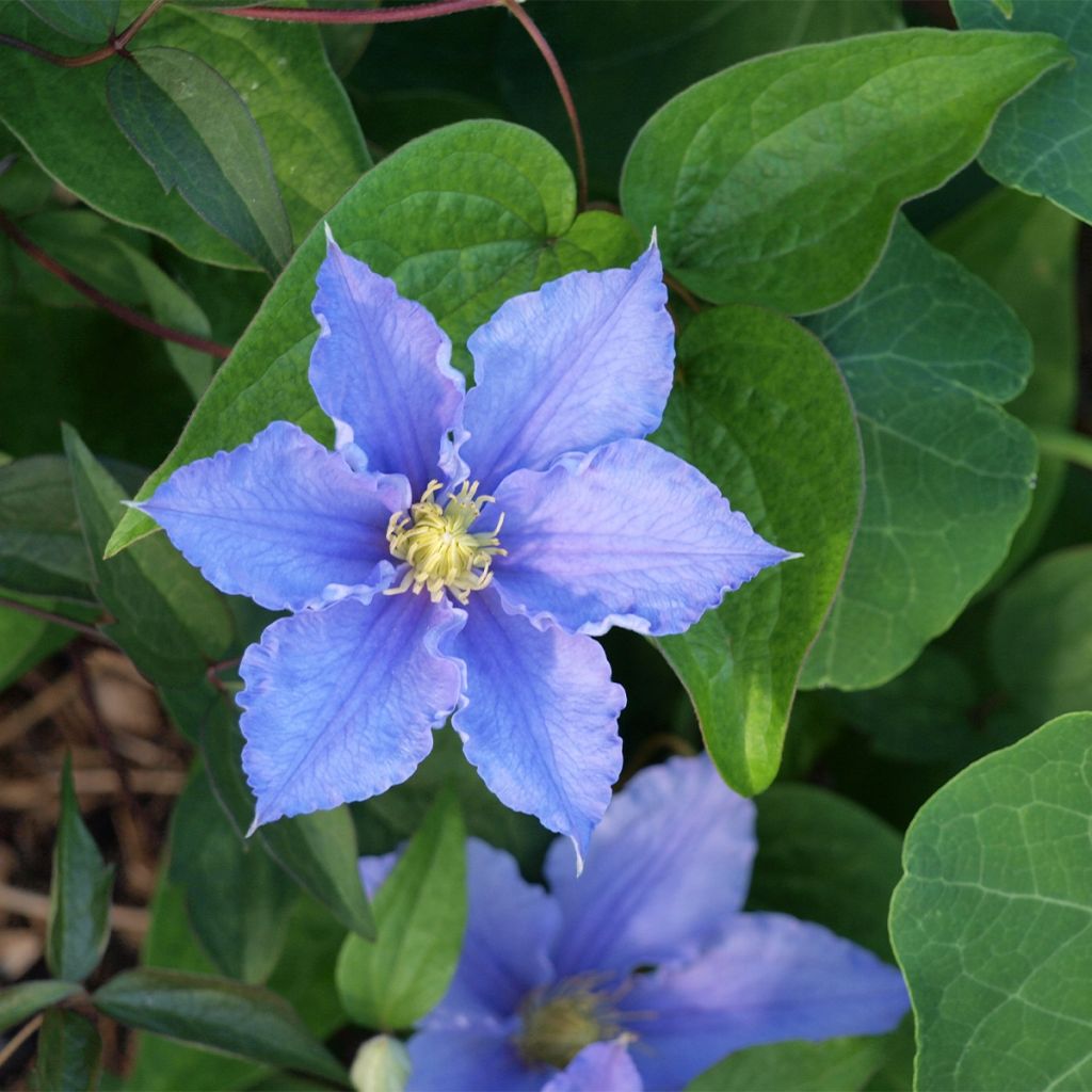 Clématite - Clematis Will Goodwin