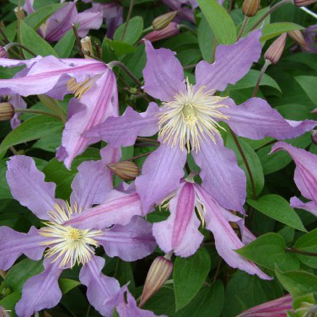 Clématite - Clematis diversifolia East River