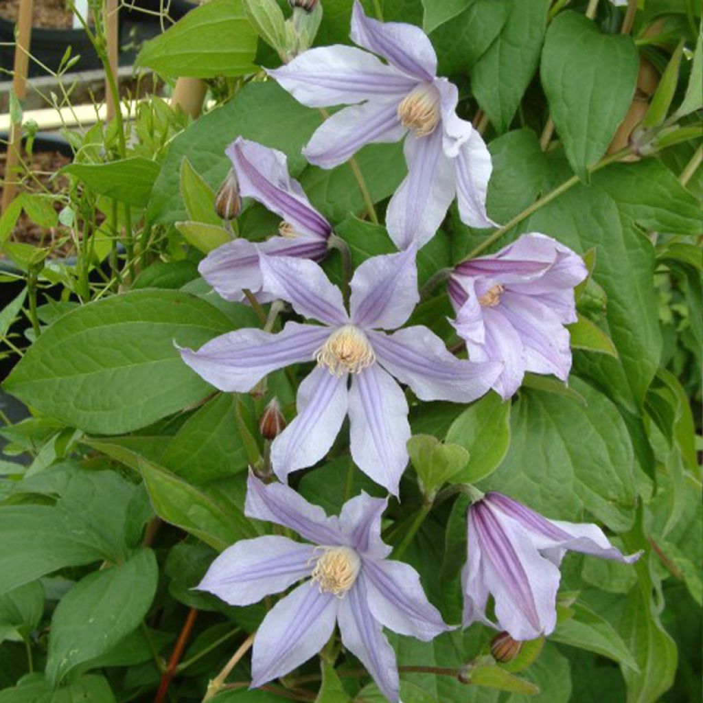 Clématite - Clematis diversifolia River Star