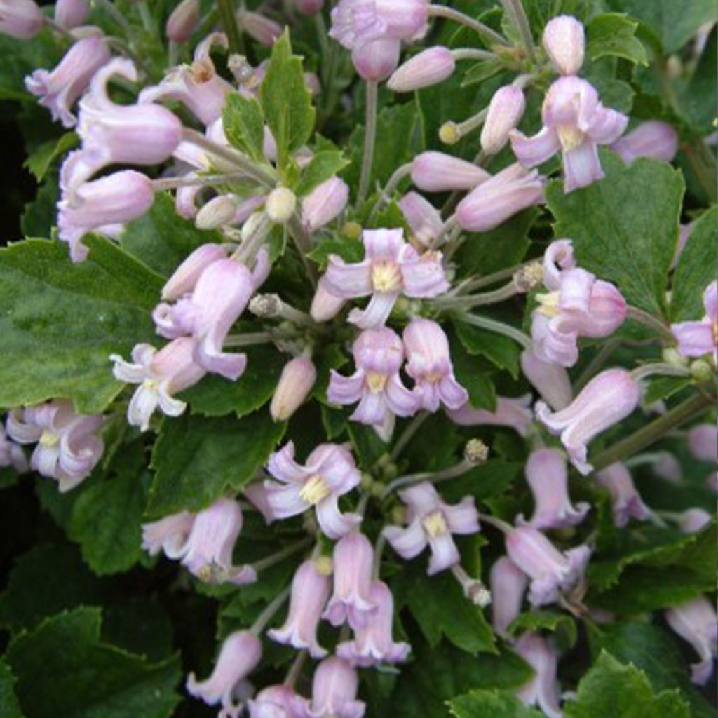 Clématite - Clematis heracleifolia Pink Dwarf