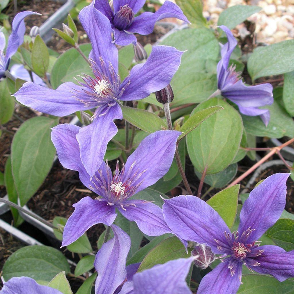 Clématite integrifolia - Clematis integrifolia Miranda