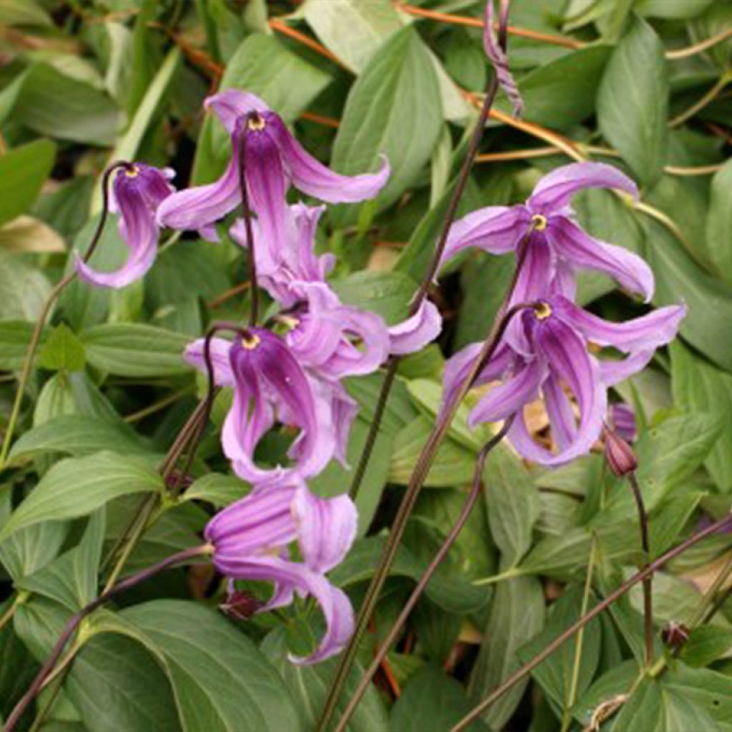 Clématite - Clematis integrifolia Rosea