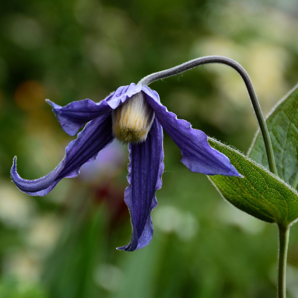 Clématite - Clematis integrifolia