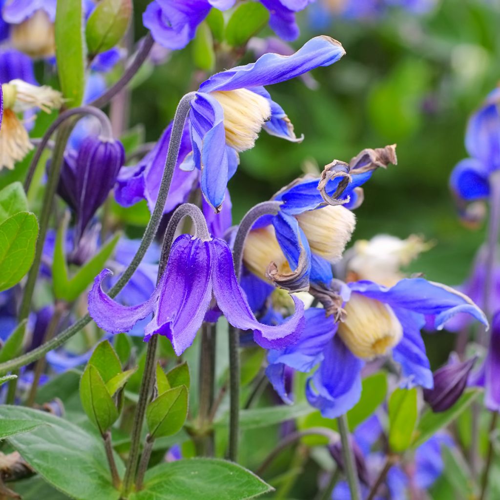 Clématite - Clematis integrifolia