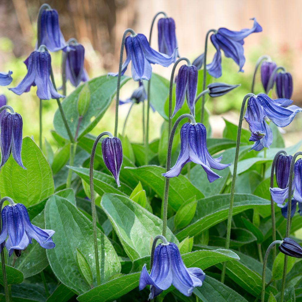 Clématite - Clematis integrifolia