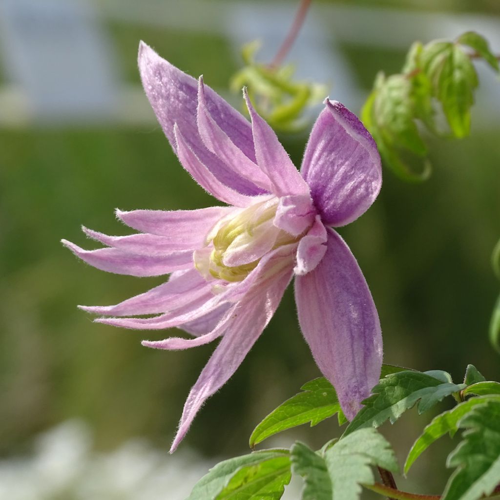 Clématite - Clematis macropetala Markham's Pink