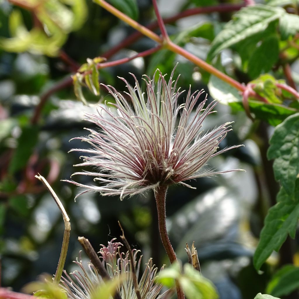 Clématite - Clematis macropetala Markham's Pink