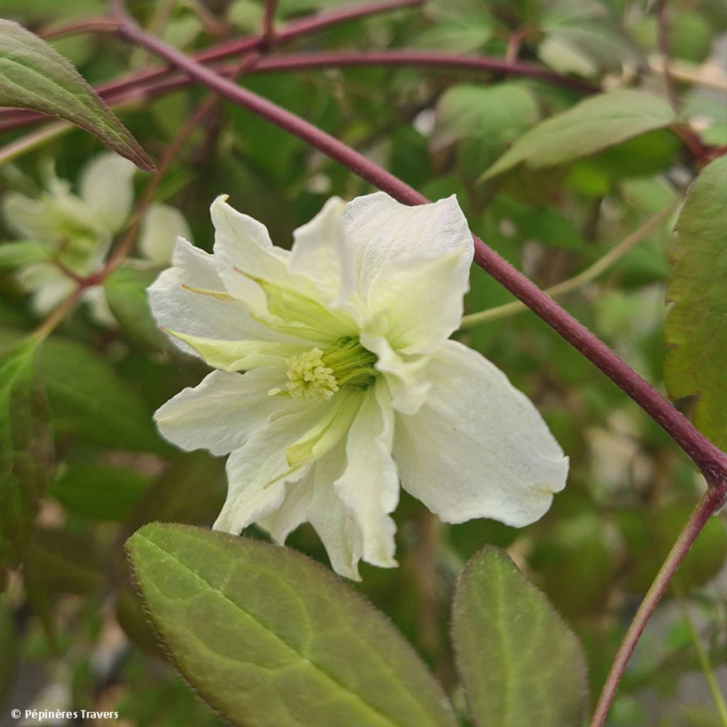 Clématite - Clematis montana Starlet White Perfume