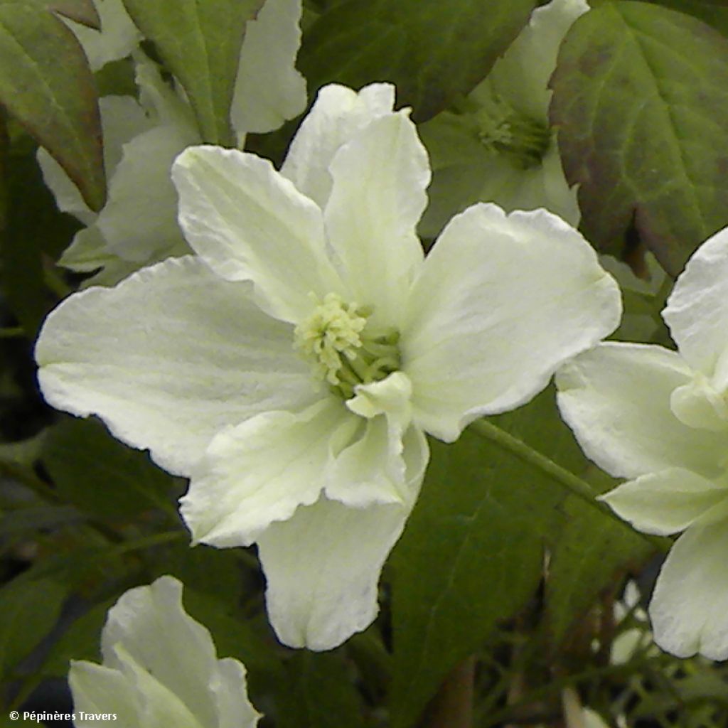 Clématite - Clematis montana Starlet White Perfume