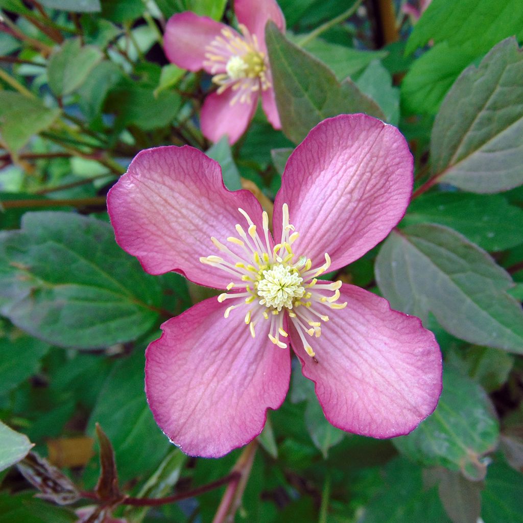 Clématite - Clematis montana Van Gogh