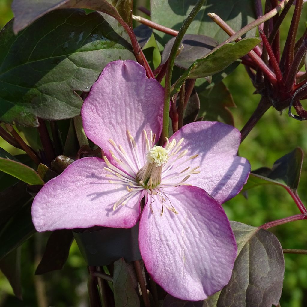 Clématite - Clematis montana Van Gogh