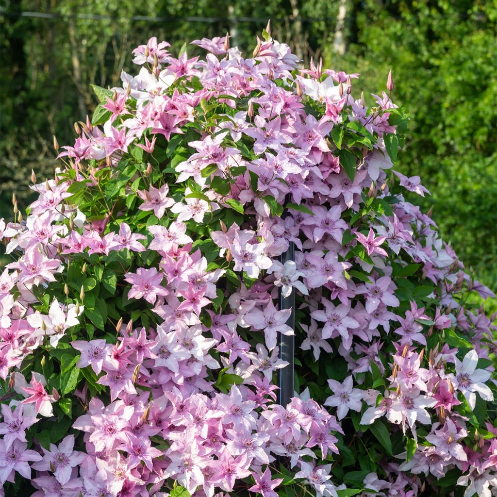 Clématite - Clematis patens Mandy