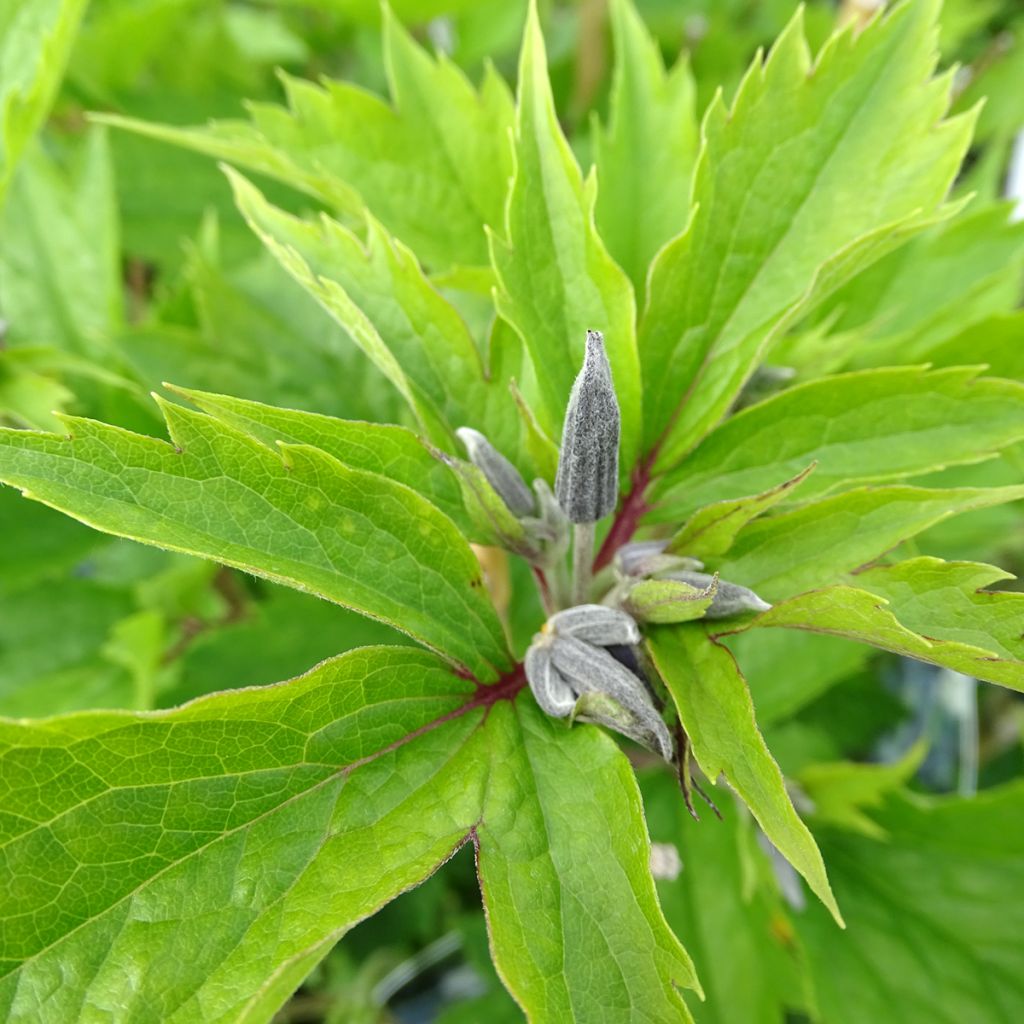 Clématite - Clematis stans