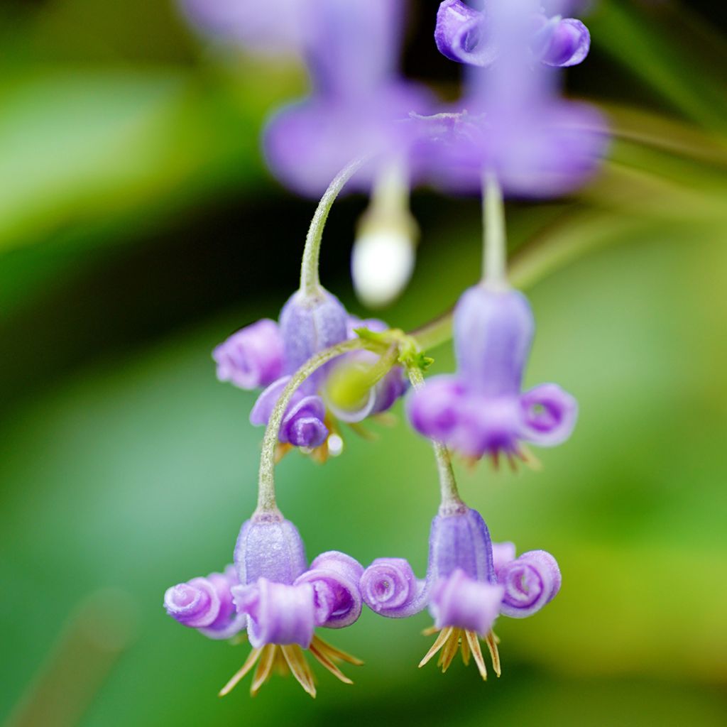 Clématite - Clematis stans