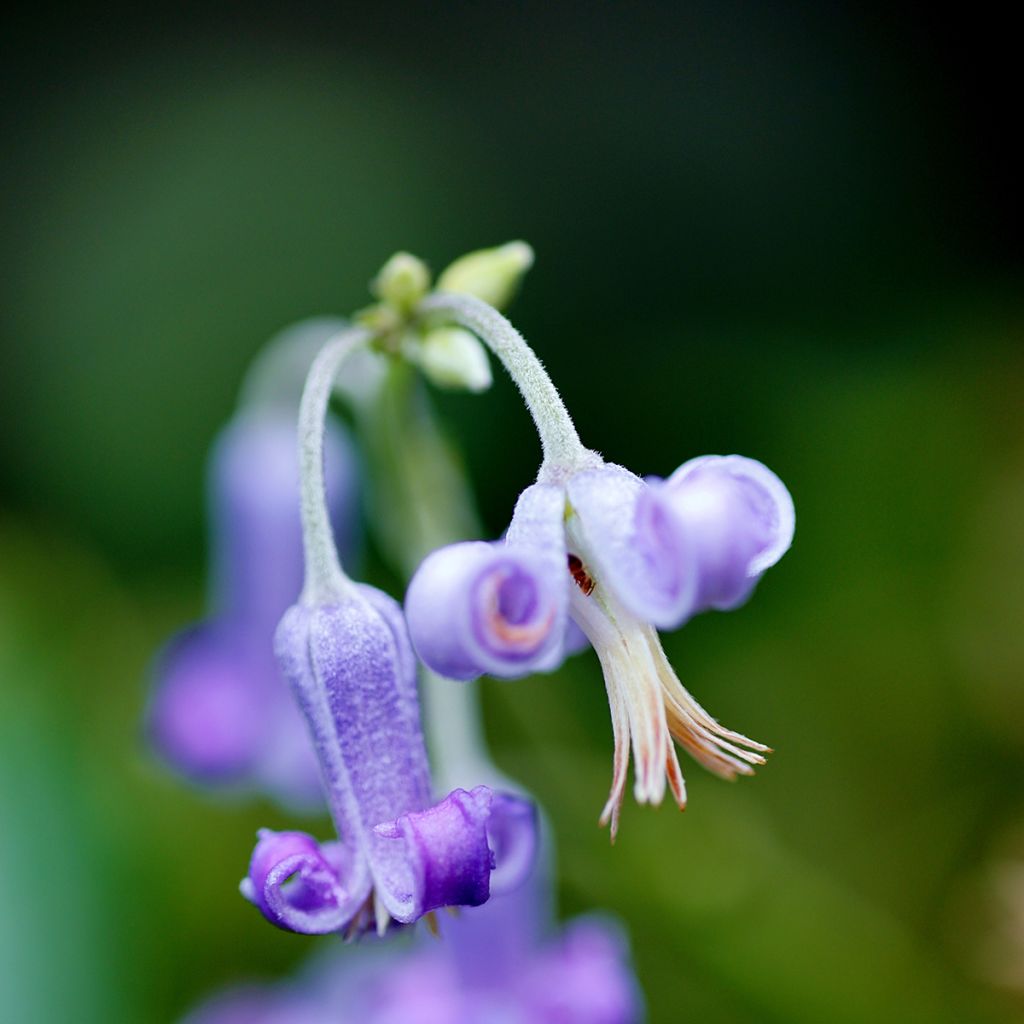 Clématite - Clematis stans