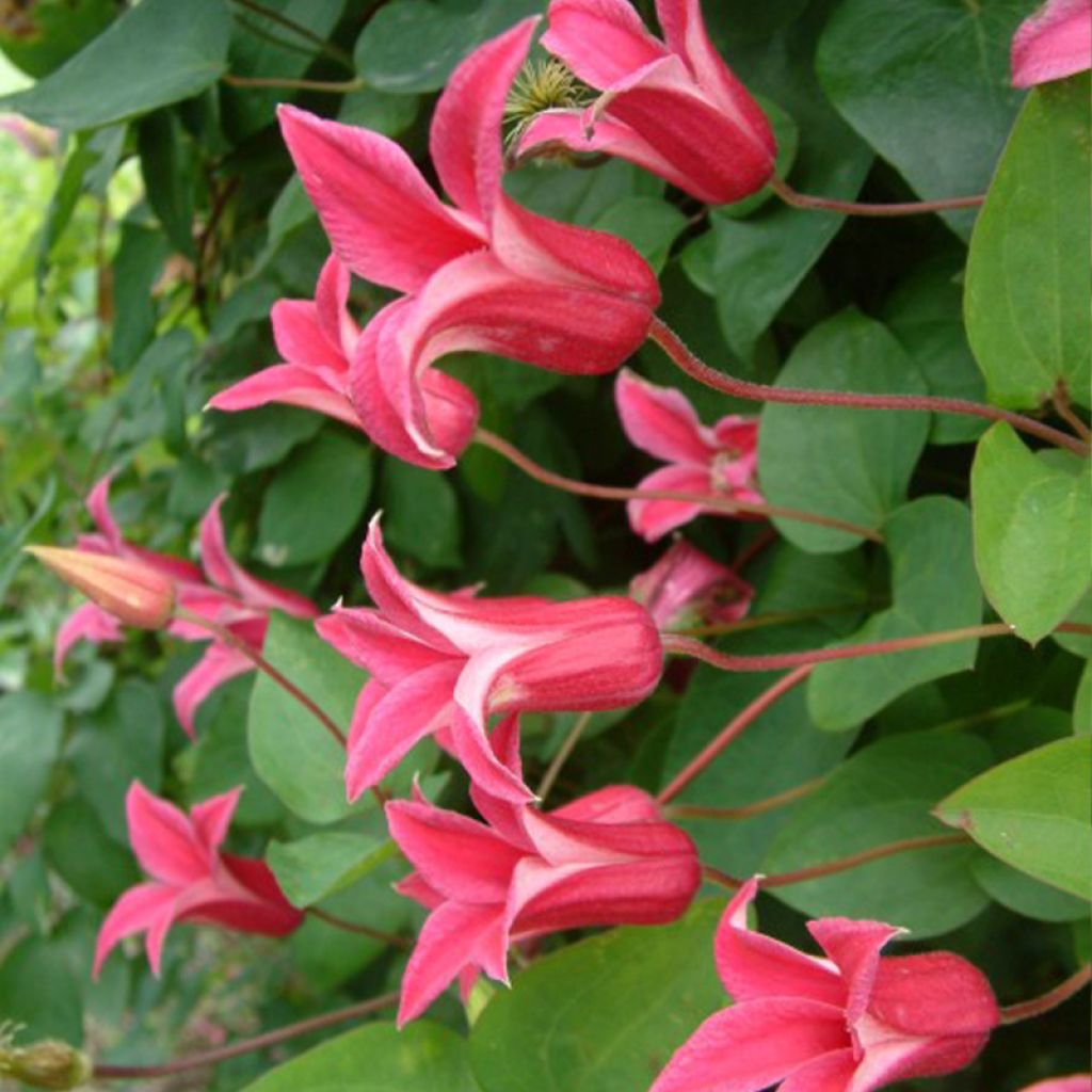 Clématite - Clematis texensis Princesse Diana