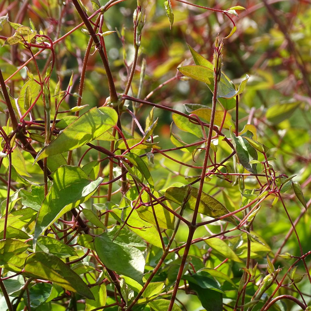 Clématite - Clematis texensis Princesse Diana