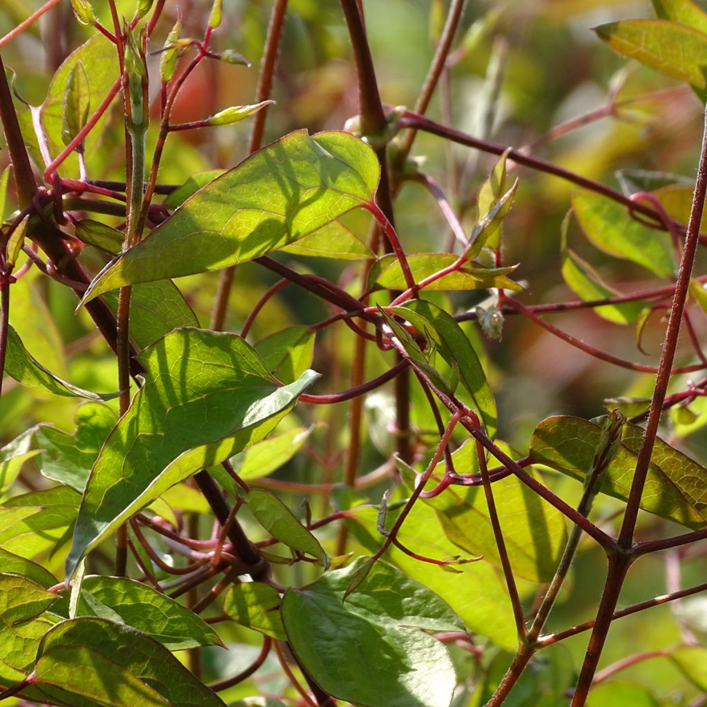 Clématite - Clematis texensis Princesse Diana