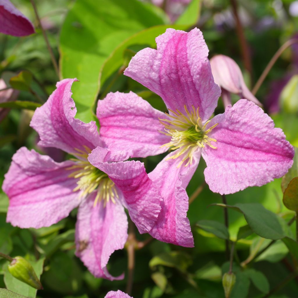 Clématite - Clematis viticella Krakowiak