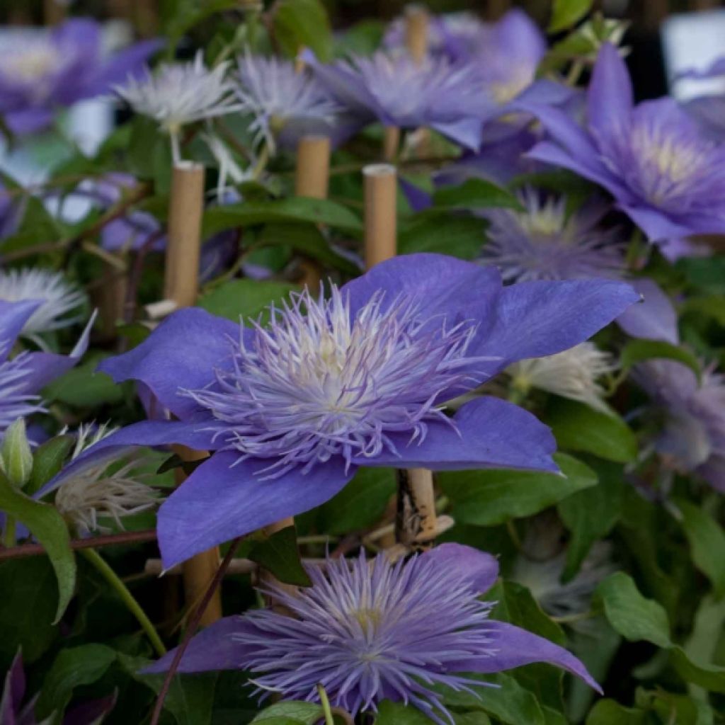 Clématite - Clematis Crystal Fountain