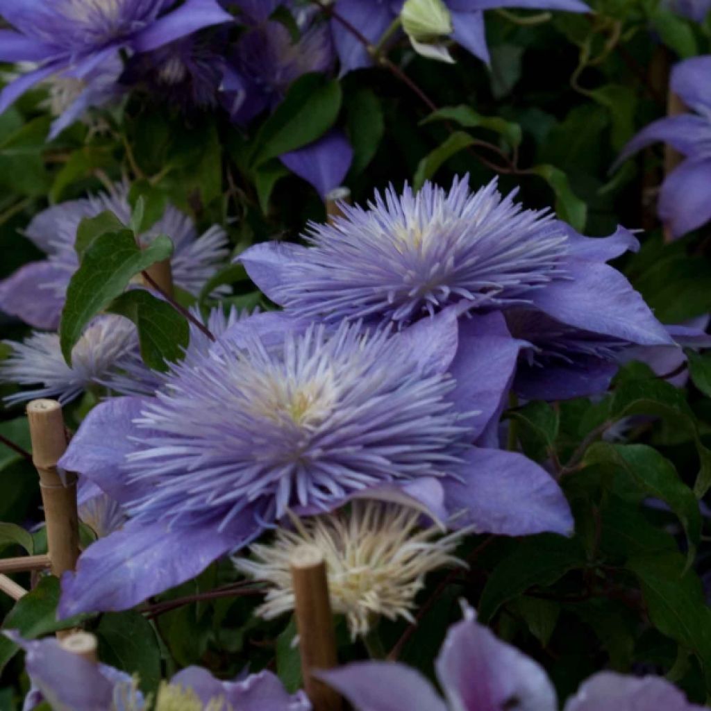 Clématite - Clematis Crystal Fountain