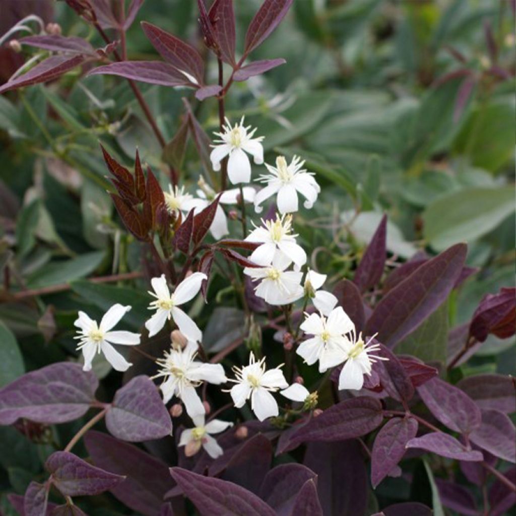 Clématite Herbacée Recta Purpurea