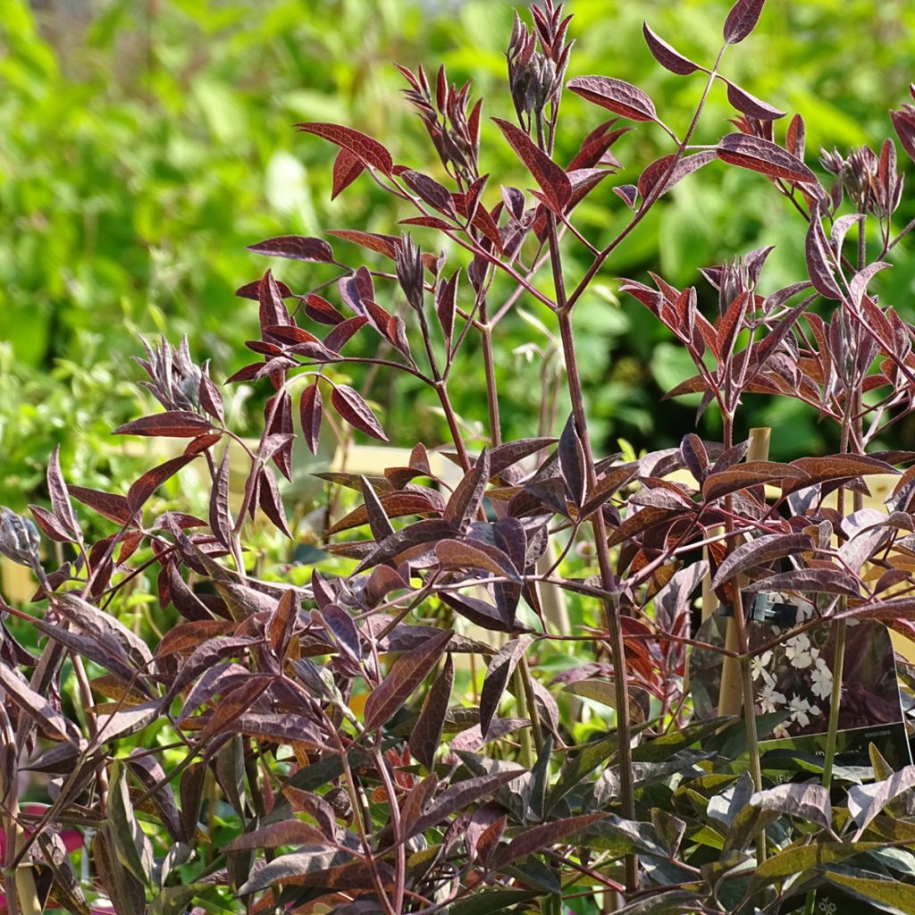 Clématite Herbacée Recta Purpurea
