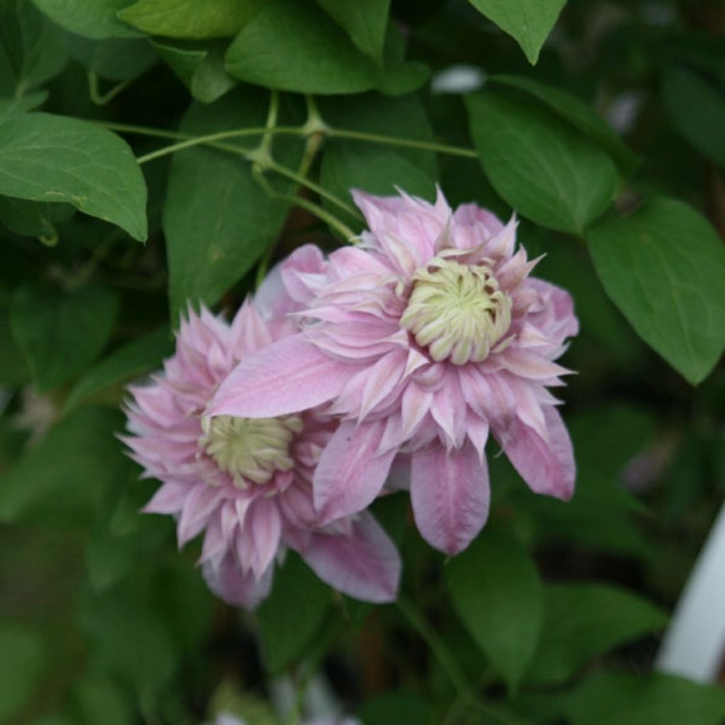 Clématite - Clematis Josephine