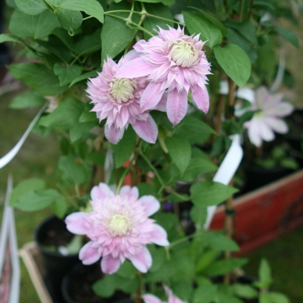 Clématite - Clematis Josephine