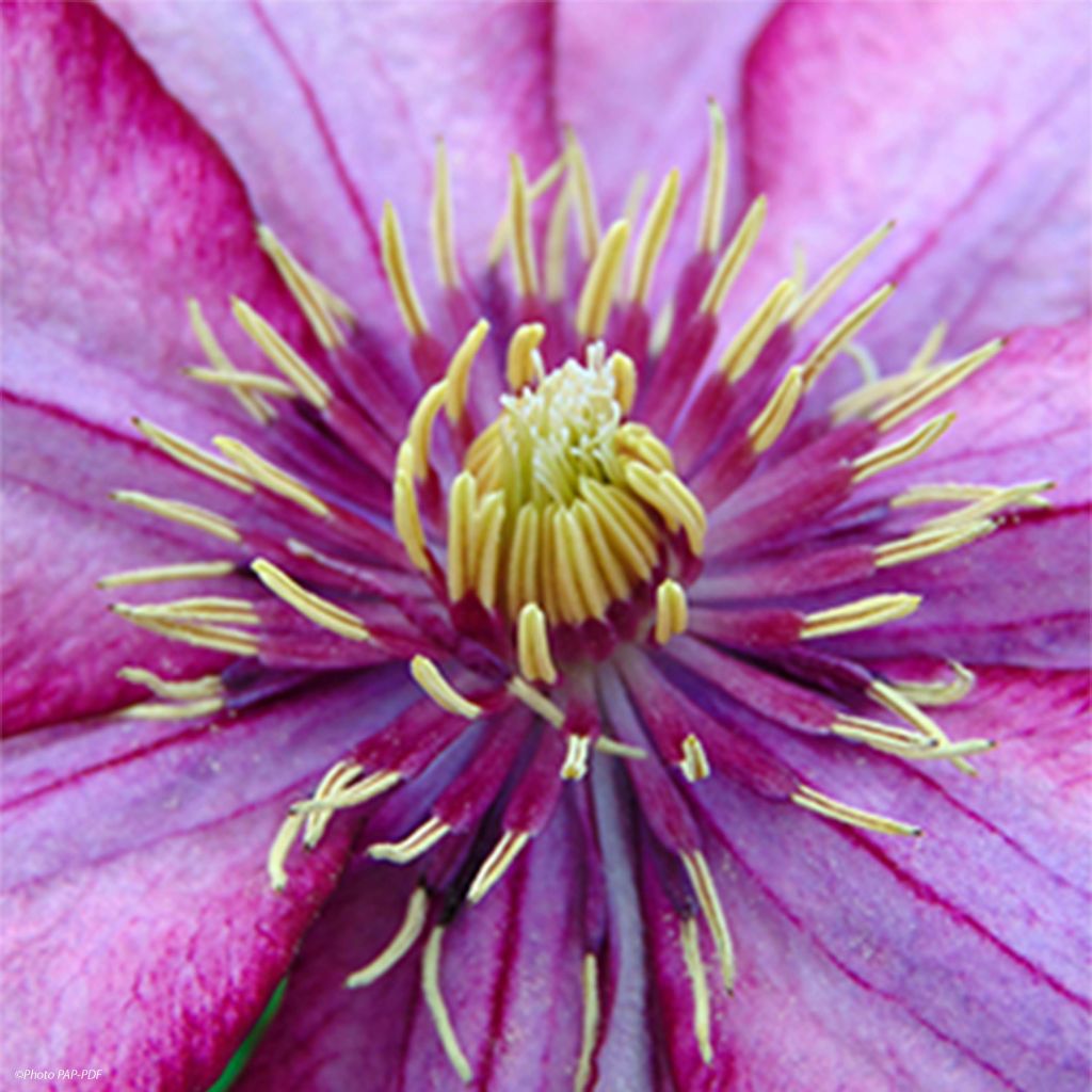 Clematite Paradiso - Clématite à grandes fleurs.