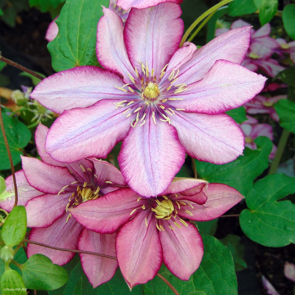 Clematite Paradiso - Clématite à grandes fleurs.