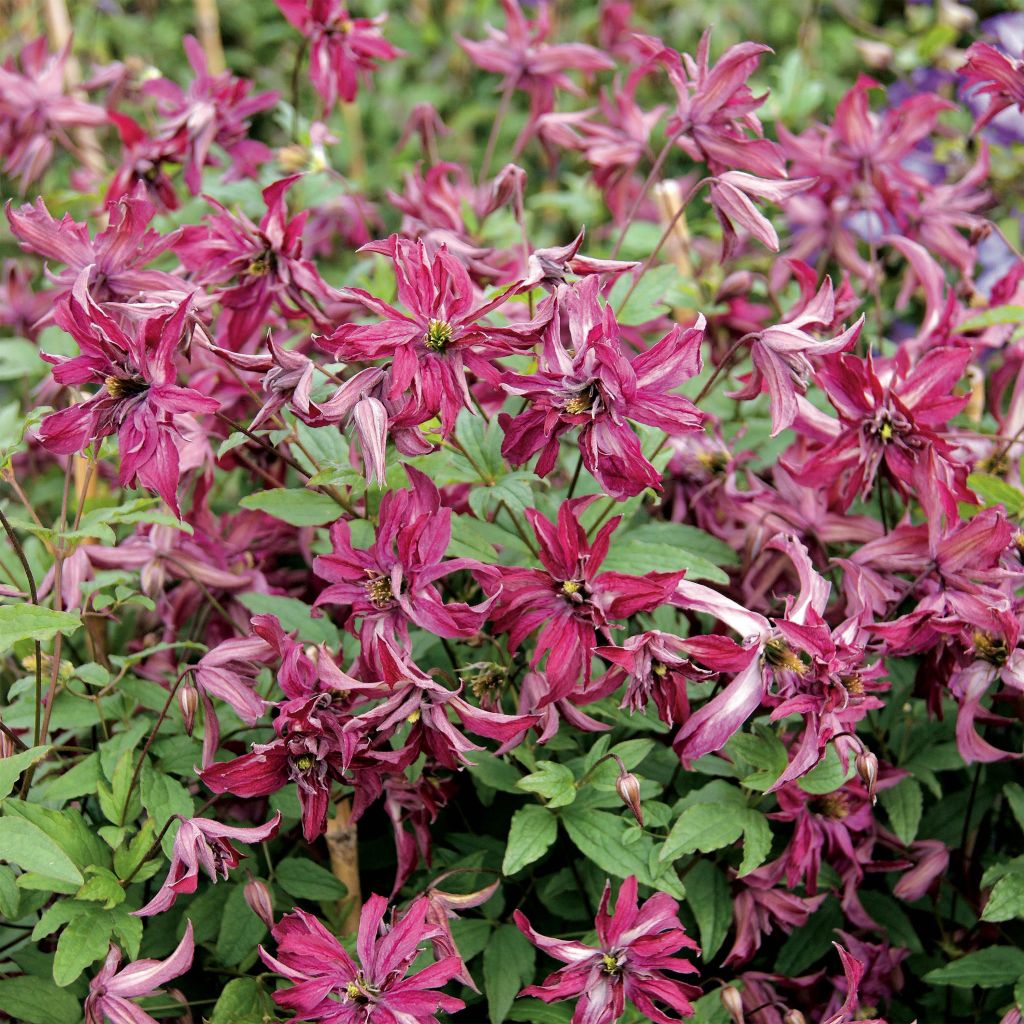 Clématite Rosalyn - Clematis viticella