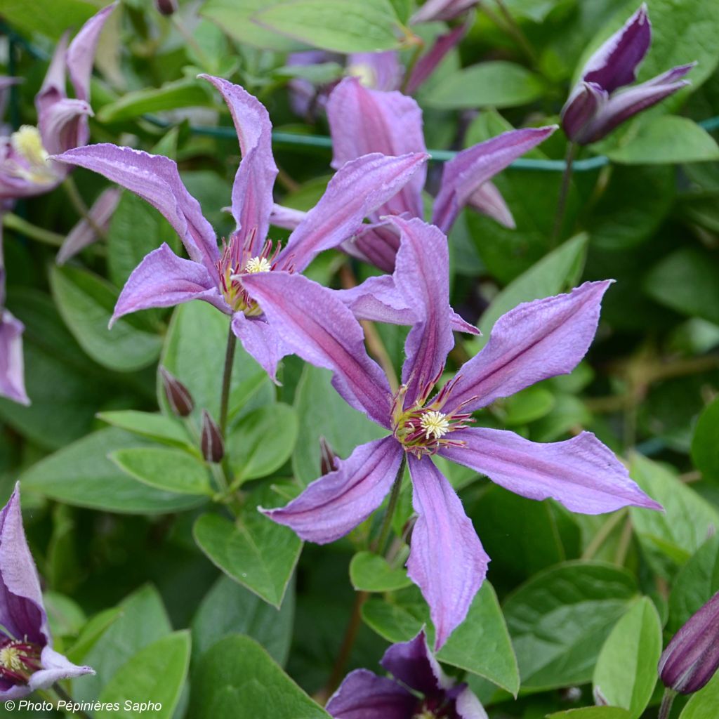 Clématite Saphyra Estrella - Clématite à grandes fleurs.